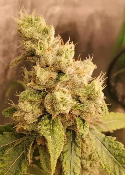 Strawberry Guava S1