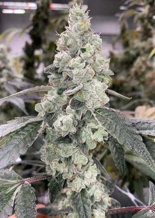 Maple Drip