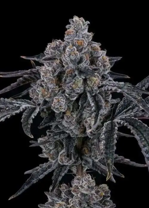 Black Berry Maple
