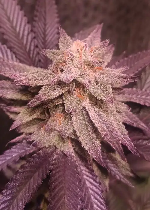 Grape Rips