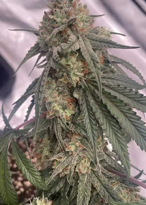 Too Much Grape