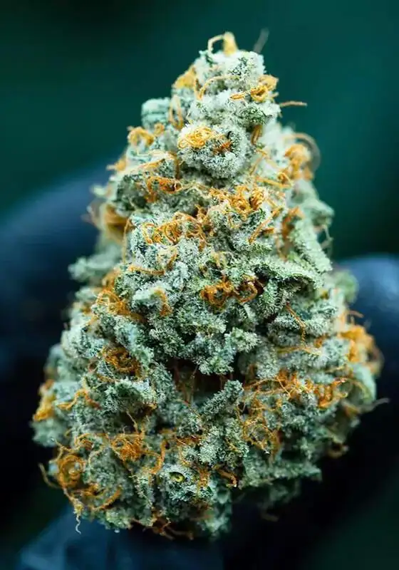 Strawberry Guava BX Cannabis Strain Products - GrowDiaries