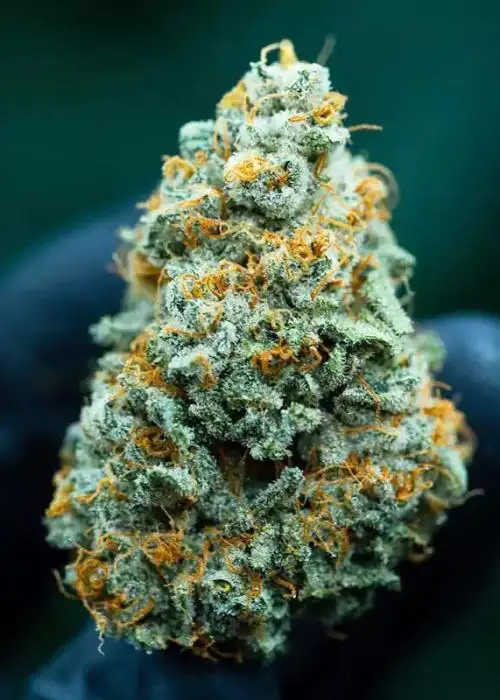 Strawberry Guava BX