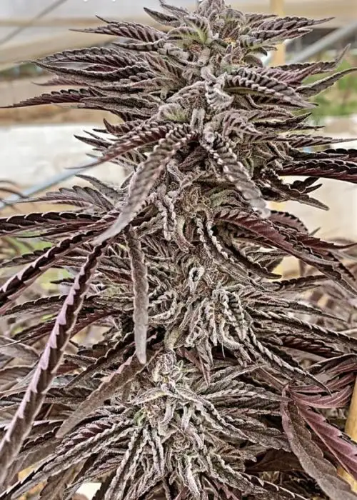 Persian Mulberry