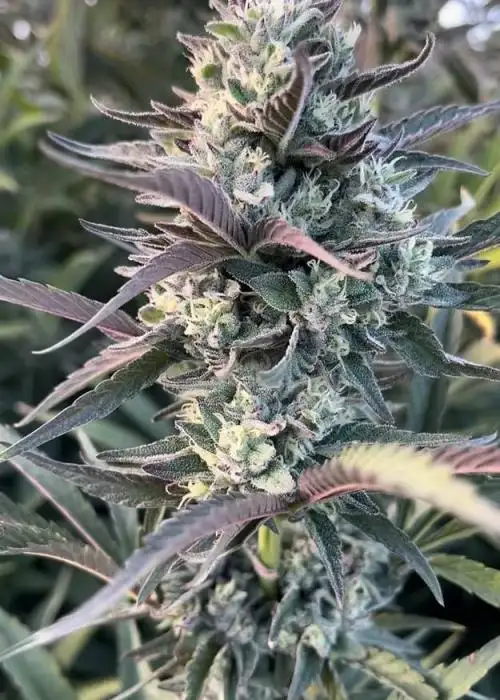 Egyptian Papaya