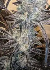 Flama Blanca