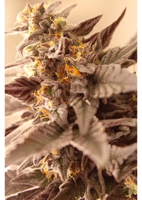 Black Truffle Pi’nana