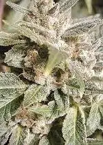 South Florida OG