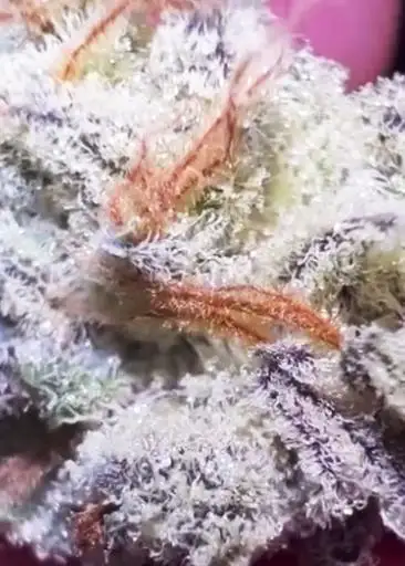 Orange 76