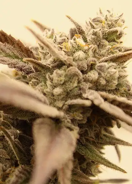 Grapefruit Zruntz