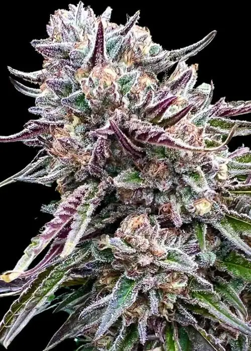 Orangutangie