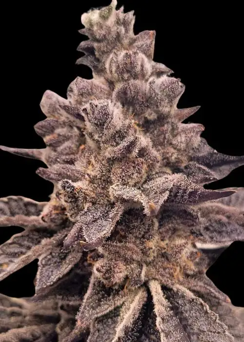 Gorilla Apple Candy