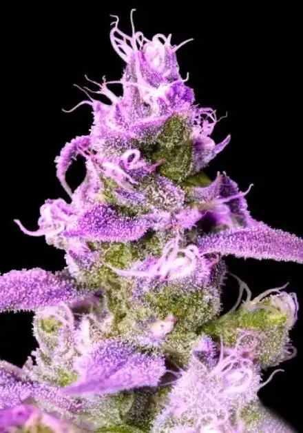 Purple Chocolope