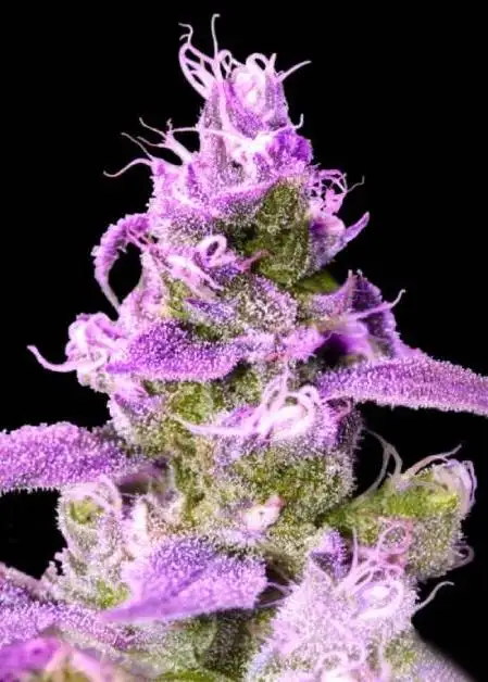 Purple Chocolope