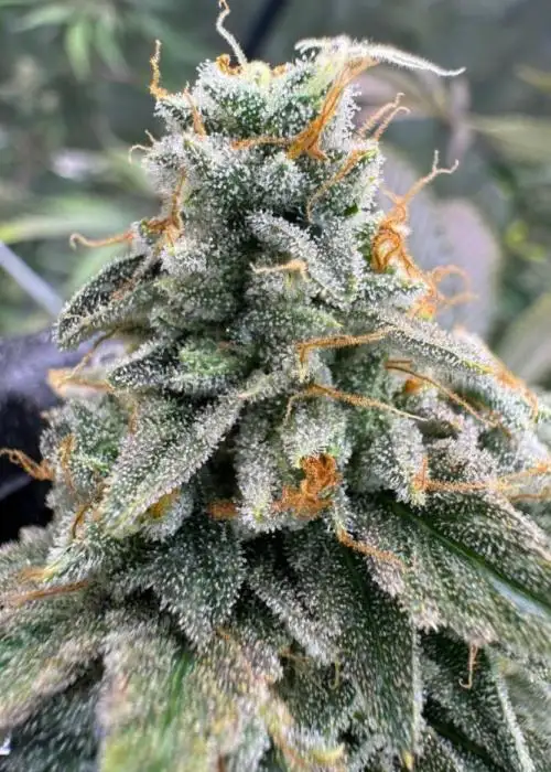 Key Lime Guava Regular