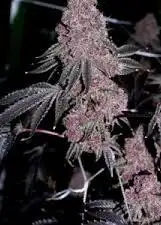 Too Much Papaya