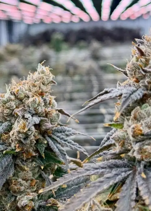 Papaya Crush