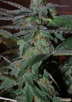 Snozzberry