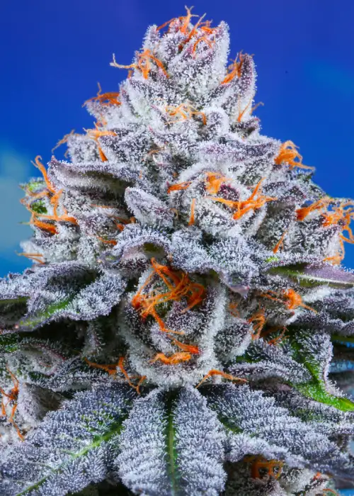 Blue Biscotti