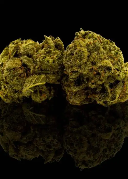 Stardawg Guava