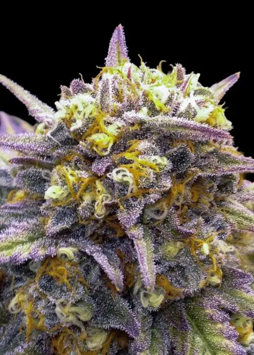 Tangilope Kush