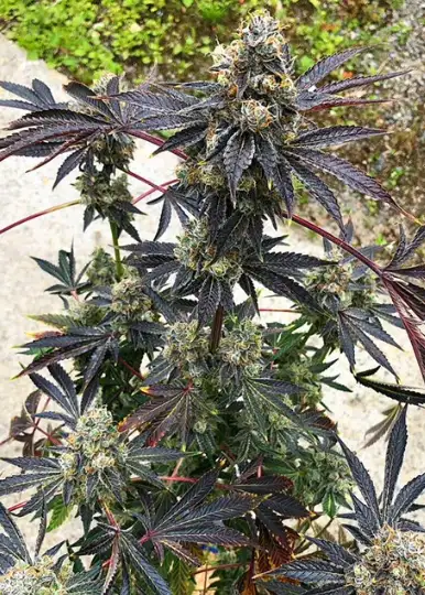 Truffle Pop