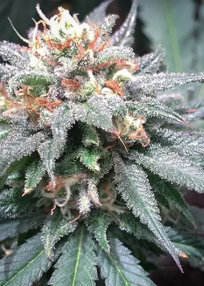 BrrrBerry