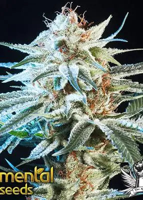 Honey Bananas