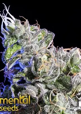 Huckleberry
