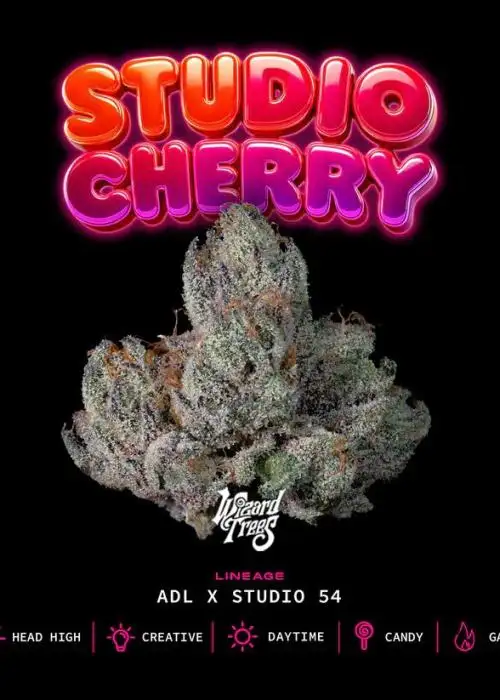 Studio Cherry