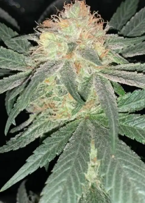 Lemon Haze
