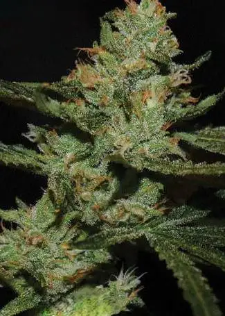 Strawnana-Guava Sundae