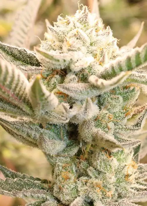Tropical Zmoothie
