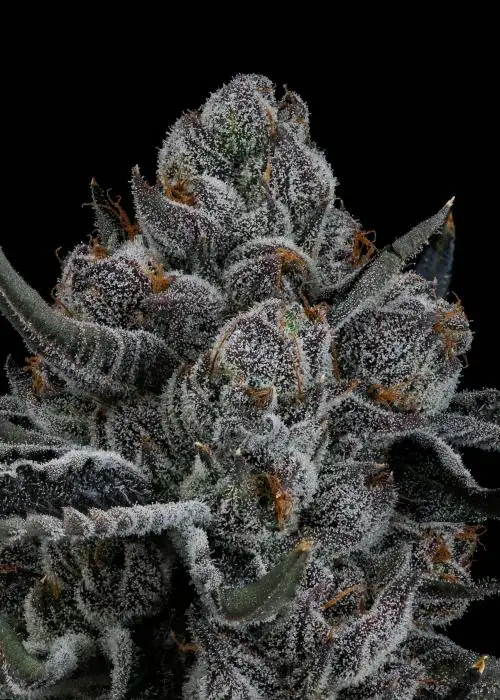 Lemon Cherry Gelato bx2
