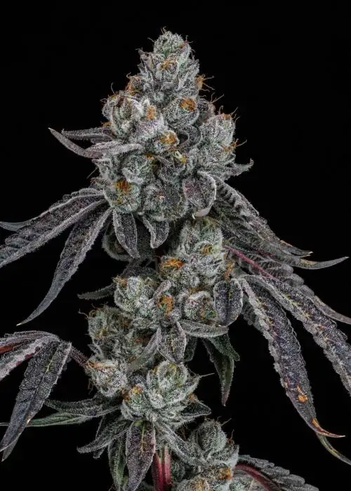 Lemon Cherry bx2