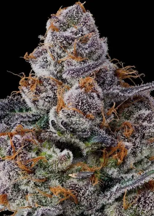 Strawberry Fritter