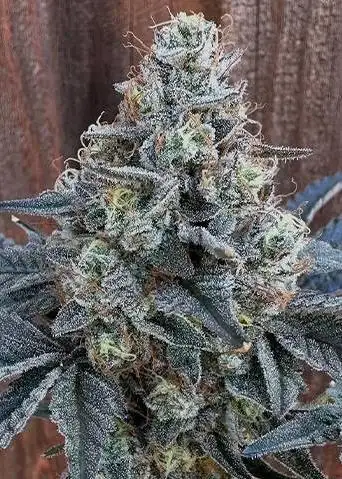 Candy Coated