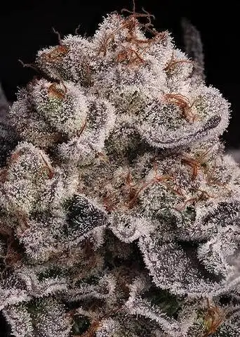Burnt Sugar