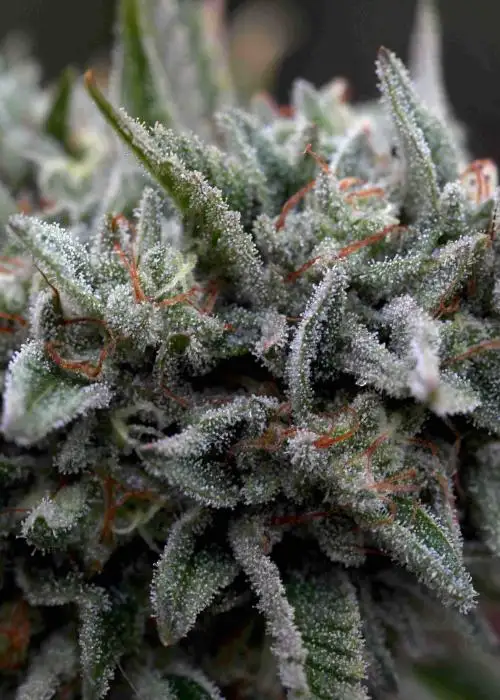 Double OG Chem