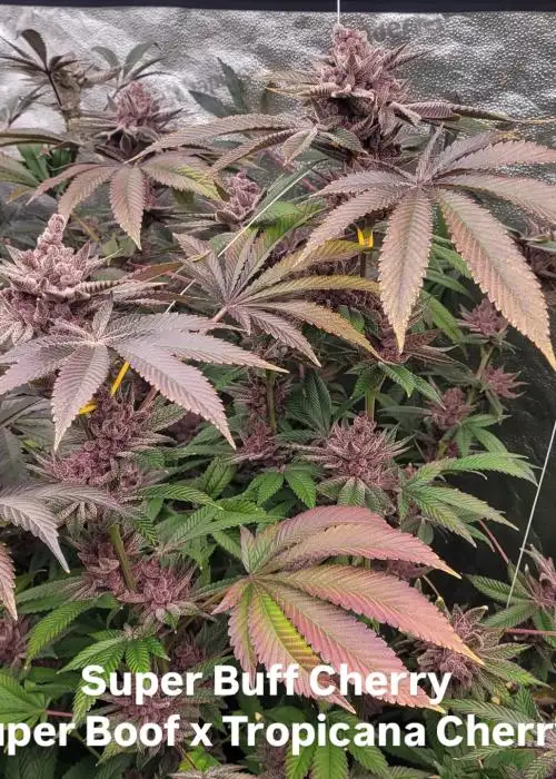 SuperBuff Cherry #26