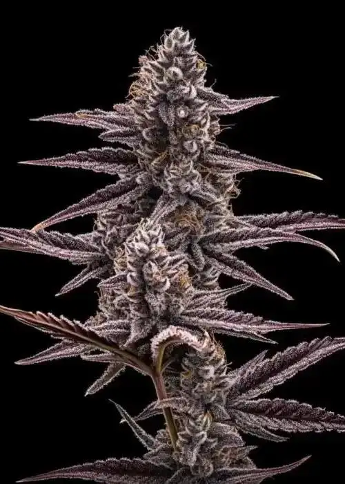 SuperBuff Cherry #26