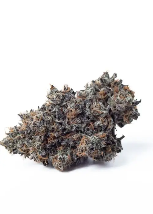 Cherry Jane