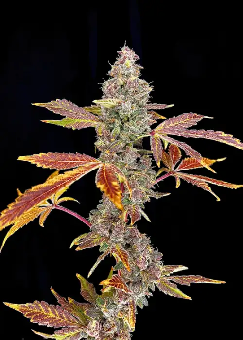 Butterberry
