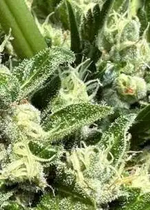 Sour Dizzle