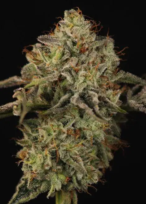 Heady OG Bx1