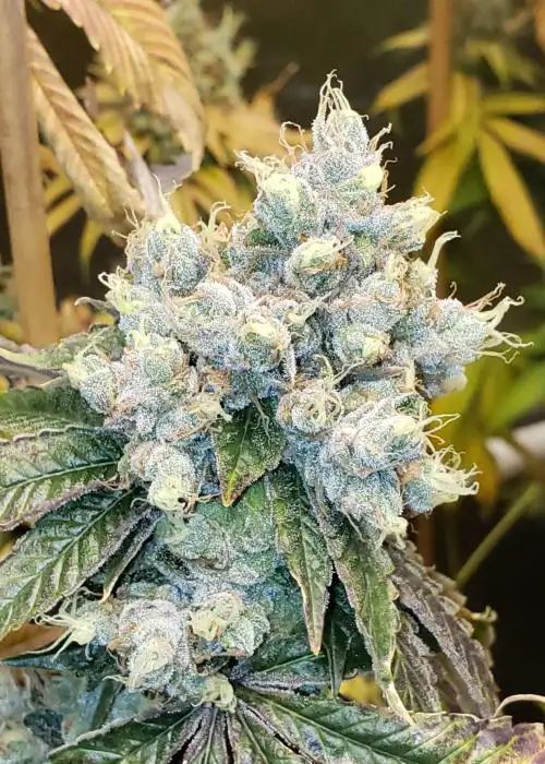 Hayabusa OG