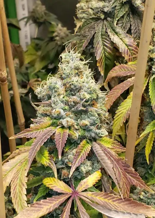 Sour Fire Tahoe