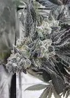 Cherry Chewbanger
