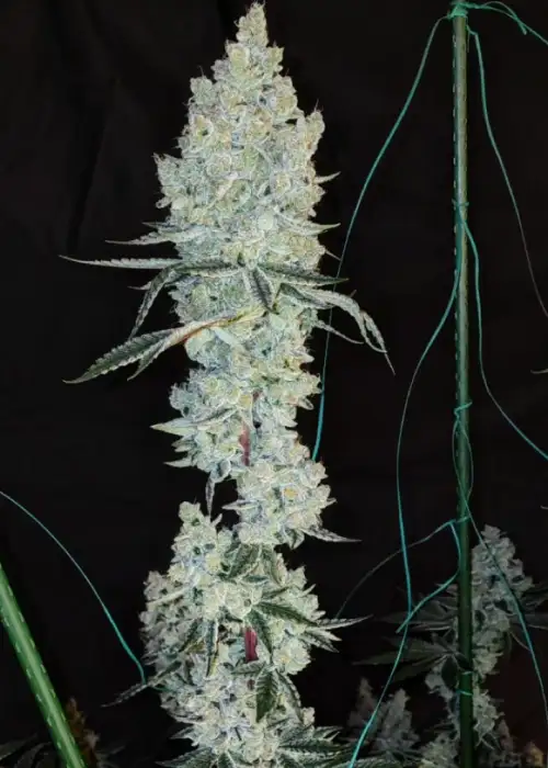 Lemon Cherry Pie R1
