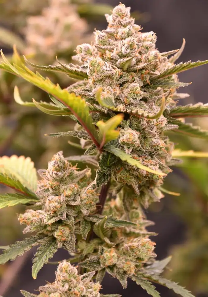 Granite Haze F7